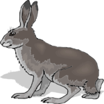 Rabbit 30