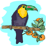 Toucan 09