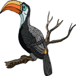 Toucan 11