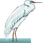 Egret 4