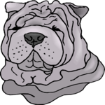 Shar Pei 2