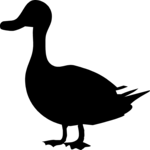 Duck 4