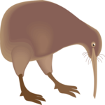 Kiwi Bird 3