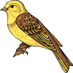 Bird 175