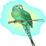 Conure 1