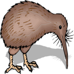 Kiwi Bird 5