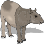 Tapir 5
