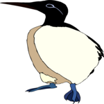 Guillemot 3